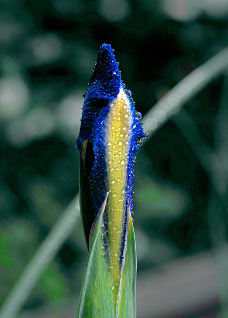 雨上りの朝　IMGP5193zz