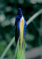 雨上りの朝　IMGP5193zz