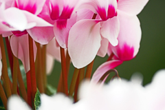 冬咲く花　P1059904zz