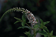 オカトラノオの花　IMGP8423z