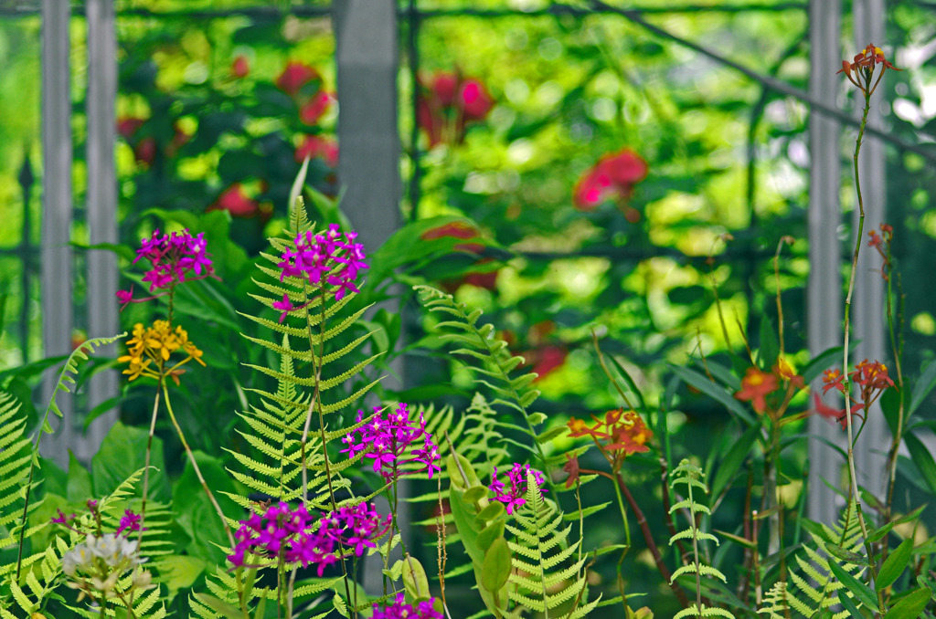 窓の中はトロピカル　IMG8536zz