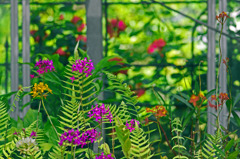 窓の中はトロピカル　IMG8536zz