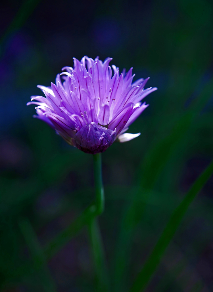 香りの花　P1170299zz