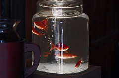 裏路地金魚　IMG1933zz