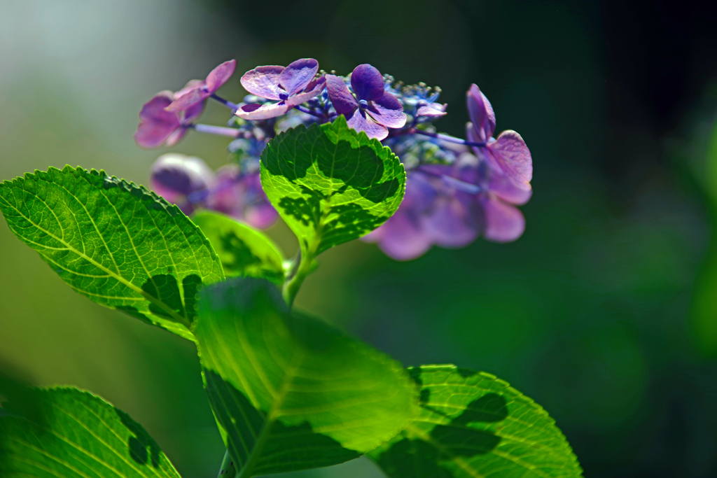 花影　IMGP2689zz