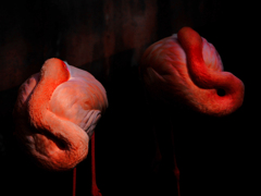 緋色のオブジェ　P1080127zz