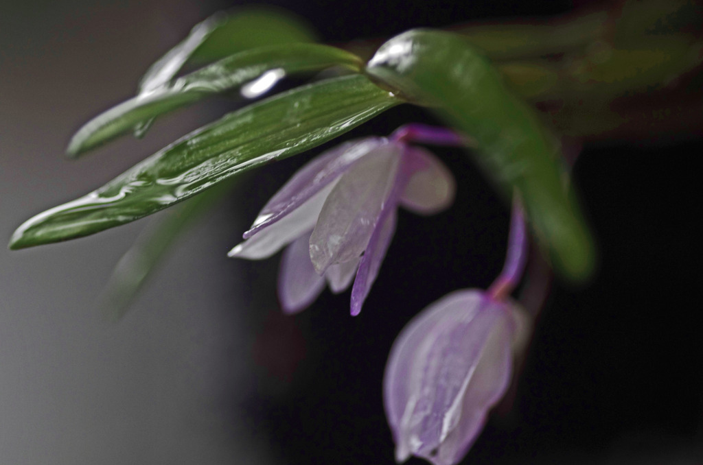 春の雨Ⅱ　IGP7804zz