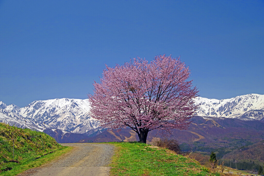 野平の一本桜　IMGP2445zz