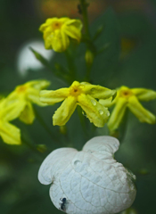 白い葉っぱと黄色い花　P1220831zz