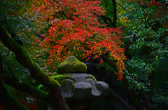 椛と苔と石燈篭　IMGP1218zz