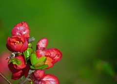 木瓜の花　P1110665zz