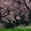 落花の舞　P1074370zz