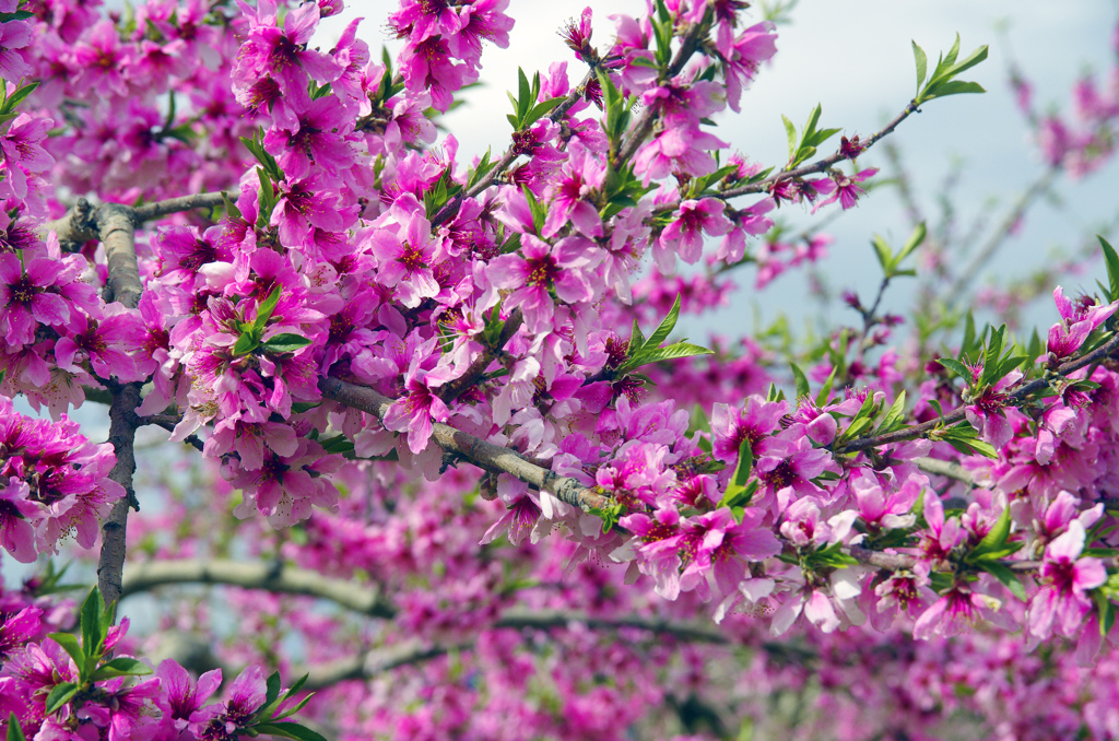 桃の花 満開　IMG8649zz