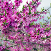 桃の花 満開　IMG8649zz