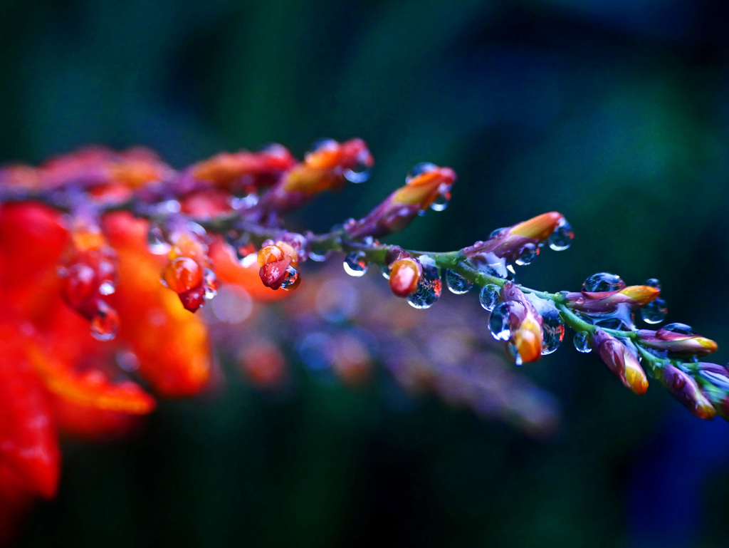 Gift from the rain　P1300766zz