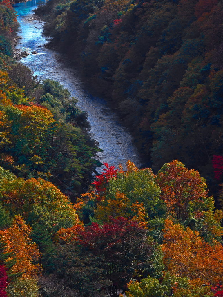 錦繍の高瀬川　P1760596zz