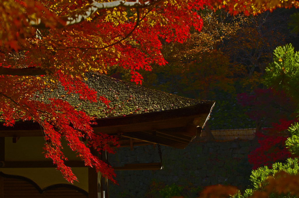 赤い光に包まれて　_IGP7552zz