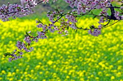 春爛漫　IMGP7583zz