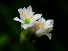 今朝、庭で咲いていた花　P1180847zz