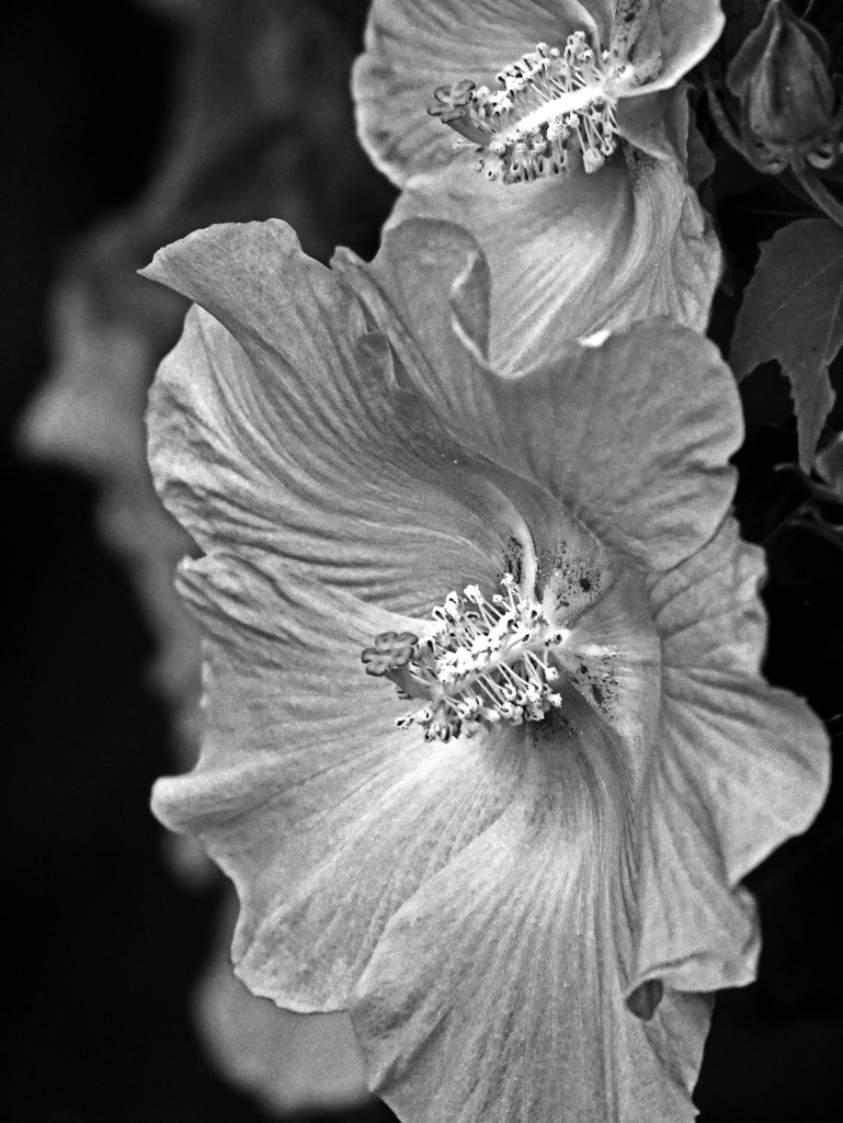 赤い酔芙蓉　P1720036zz