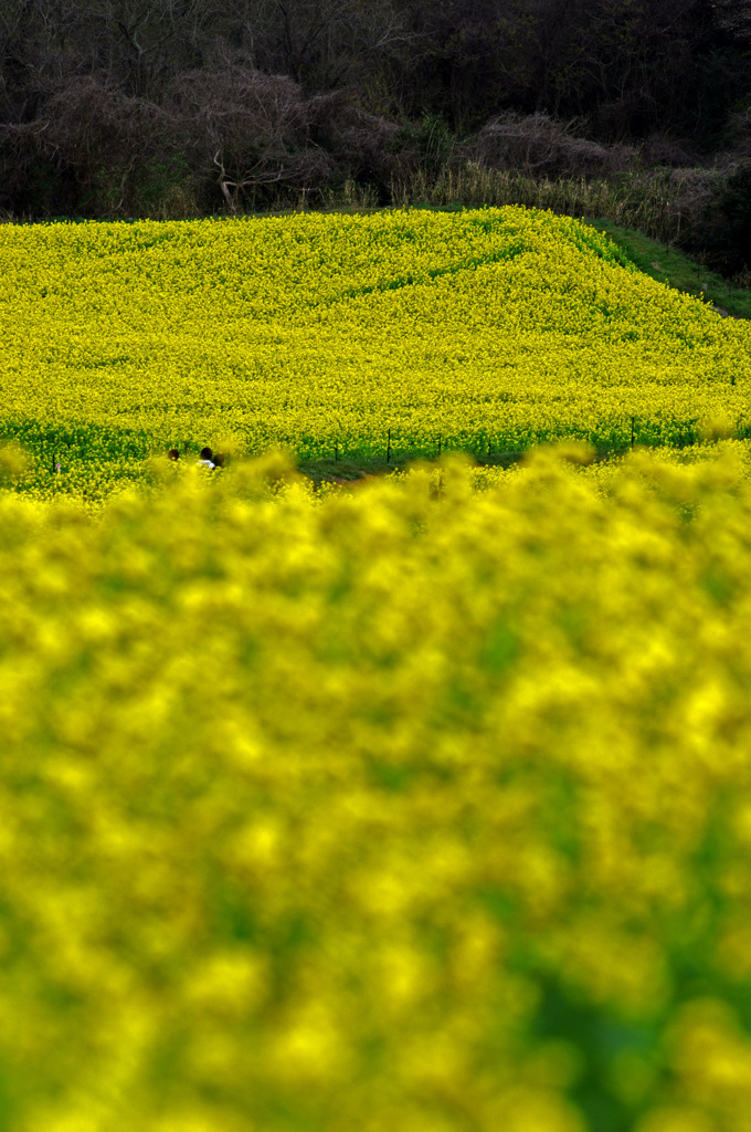 Yellow carpet　IMGP6316zz
