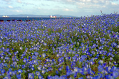 花壇の彼方は海と空　IMGP5493zz