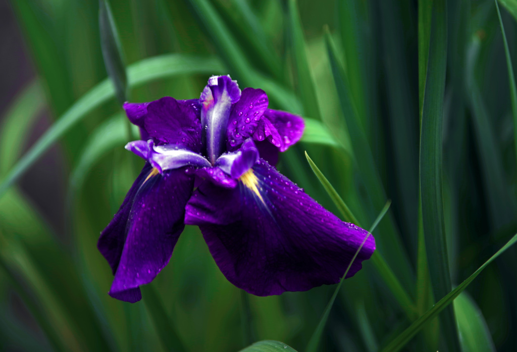 花菖蒲　IMGP8079zz