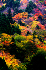 紅葉の錦　IMGP3533zz