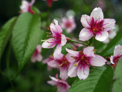 冬咲く桜　P1059792zz