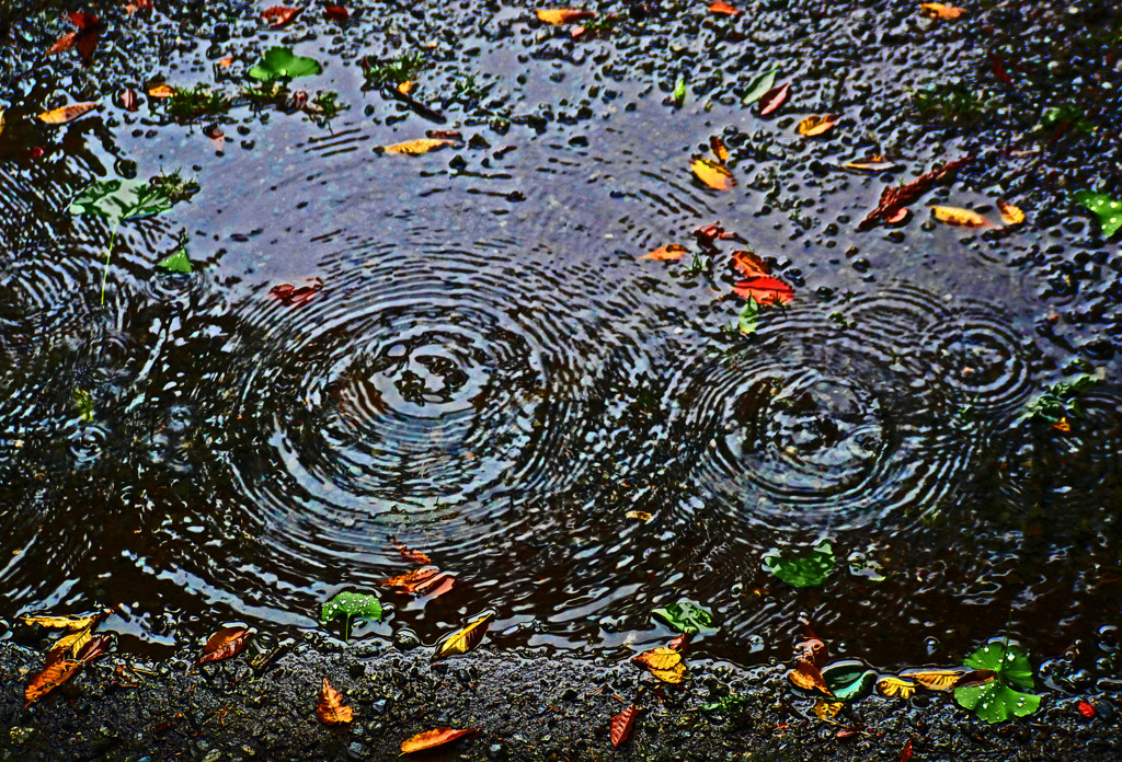 雨だれ 　P1470906zz