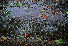 雨だれ 　P1470906zz