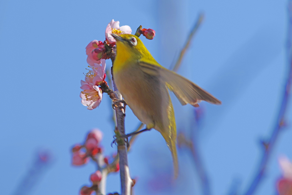 花喰鳥　IMGP1291zz
