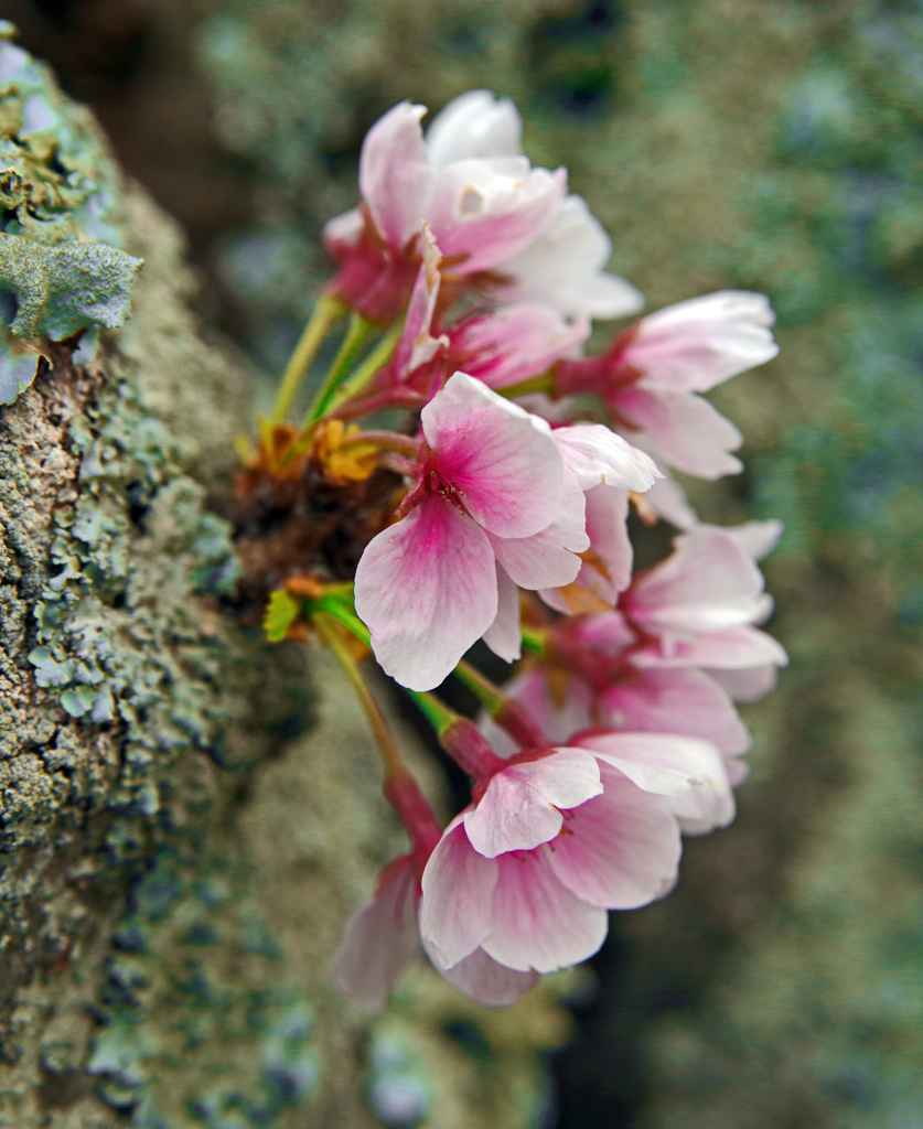 胴吹き桜　IMGP2733zz