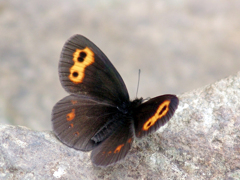 準絶滅危惧種「ベニヒカゲ♂」　DSC04541