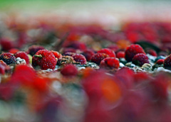 芳醇な香り　P1570583zz