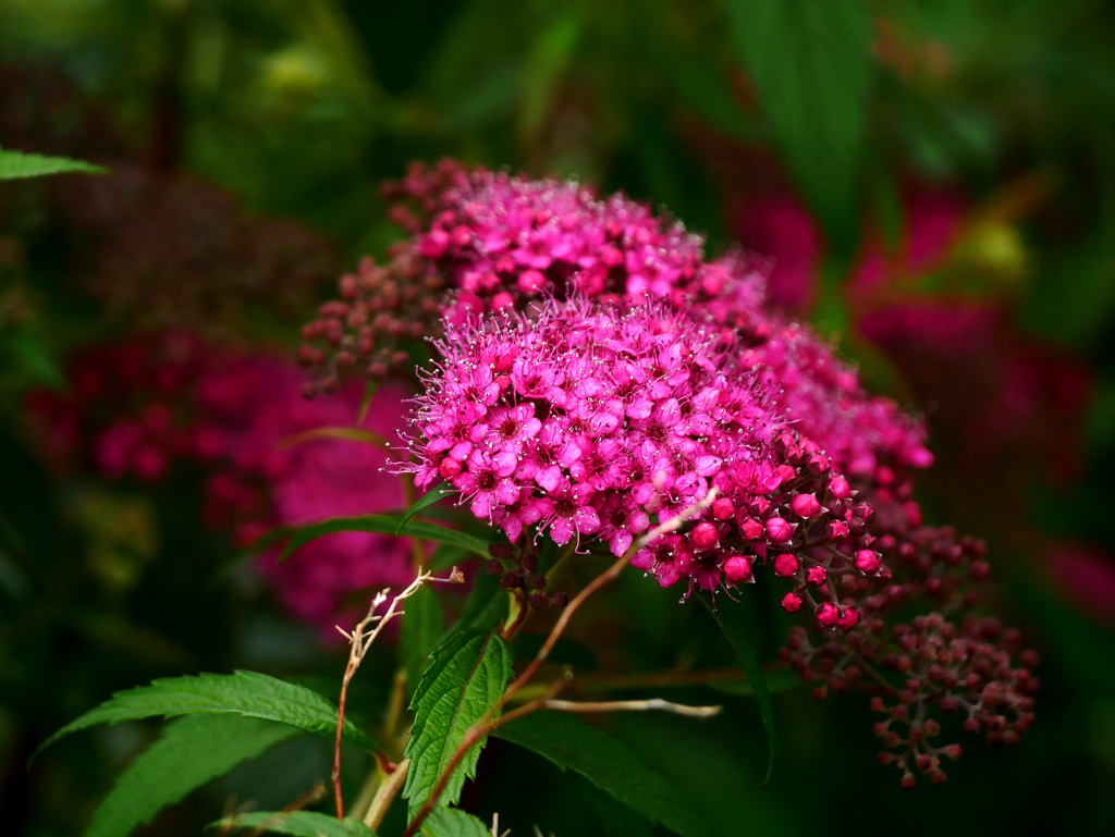下野の花　P1230829zz