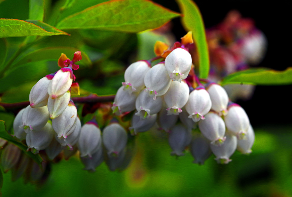 ブルーベリーの花　IMGP5402zz