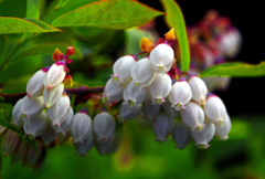 ブルーベリーの花　IMGP5402zz