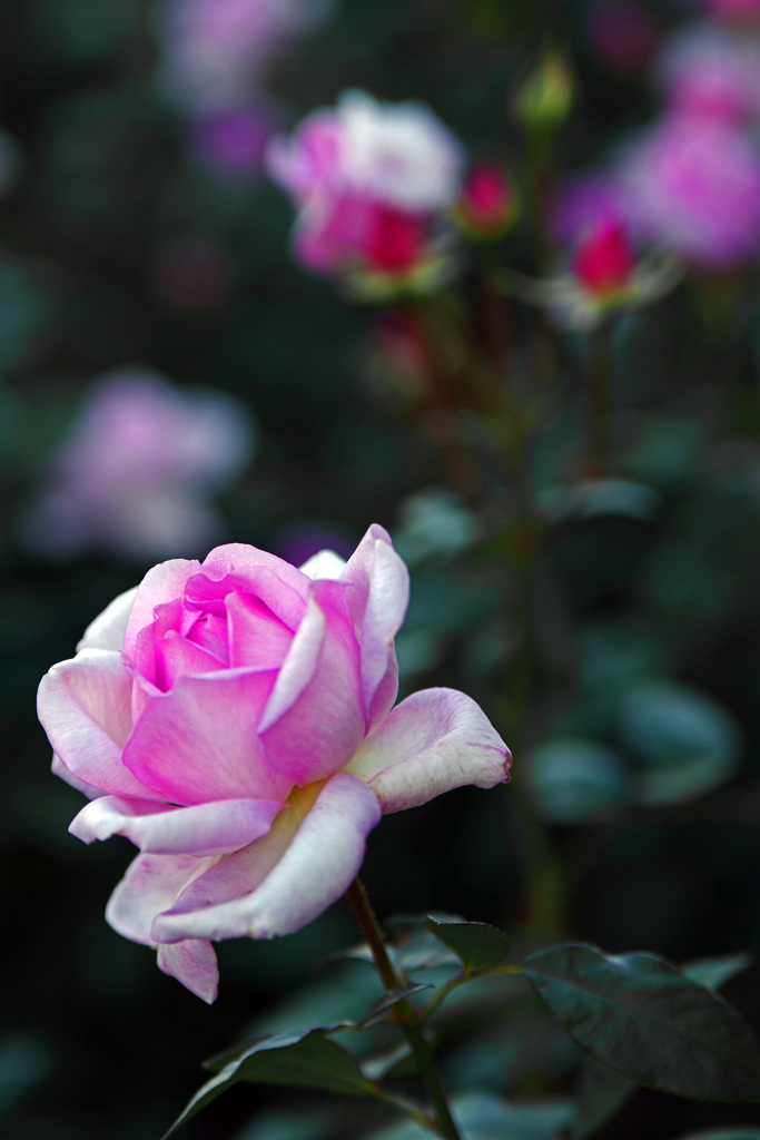 その名は「夢香」　IMGP0022z