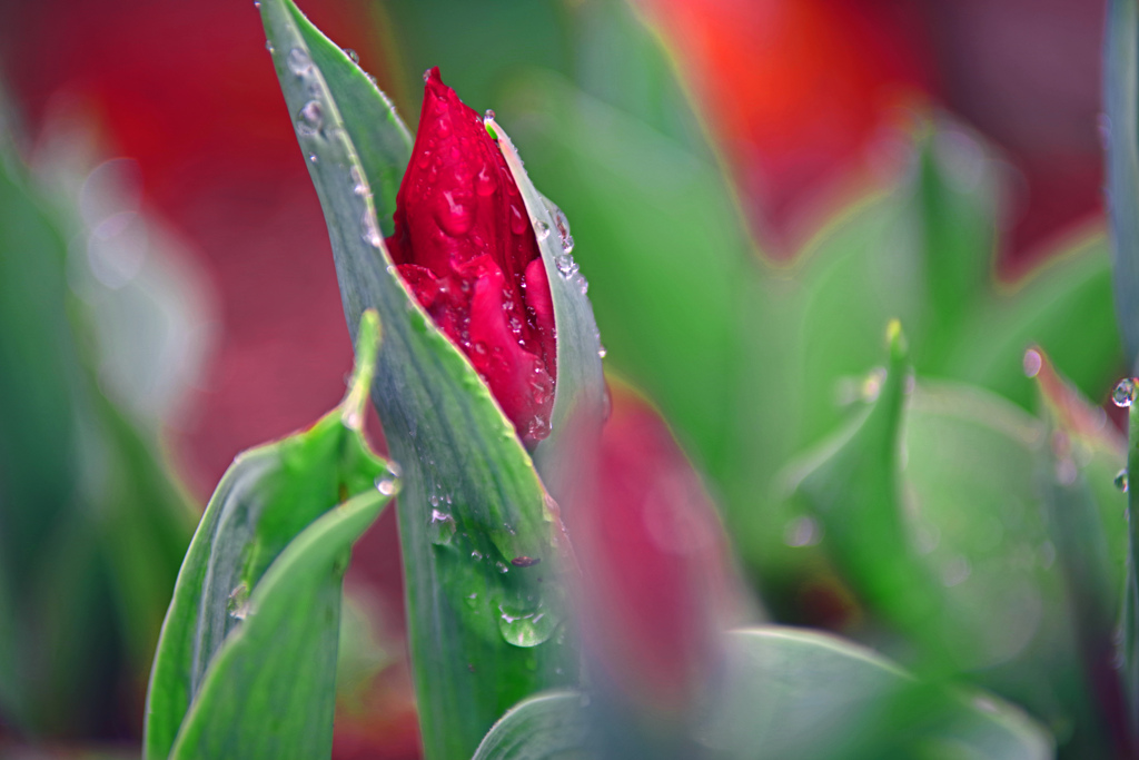 雨もまた楽し　IMGP0744zz