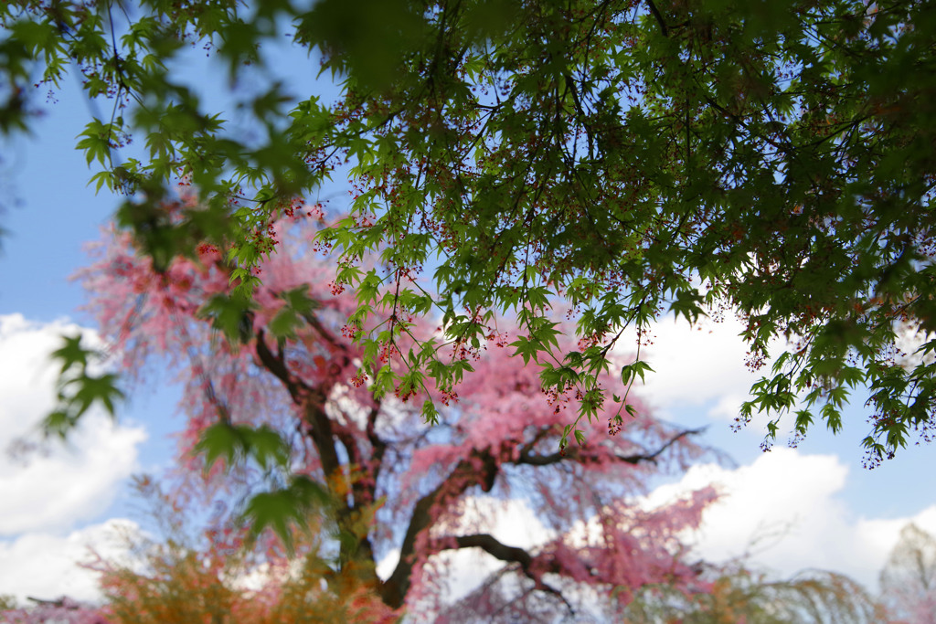 青もみじ　IMGP9656z