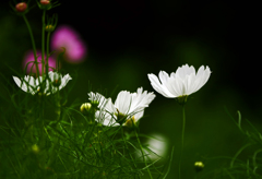 白い秋桜　P1470251zz