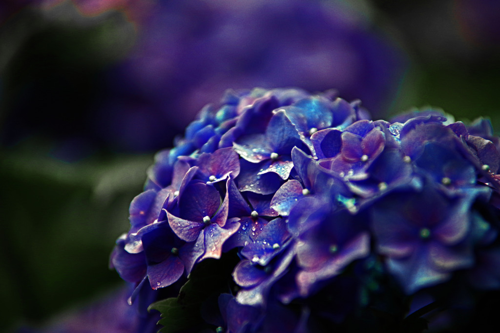 雨上がる　IMGP7846zz