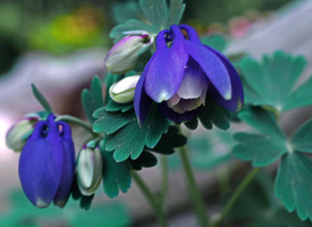 苧環草　IMGP5621zz