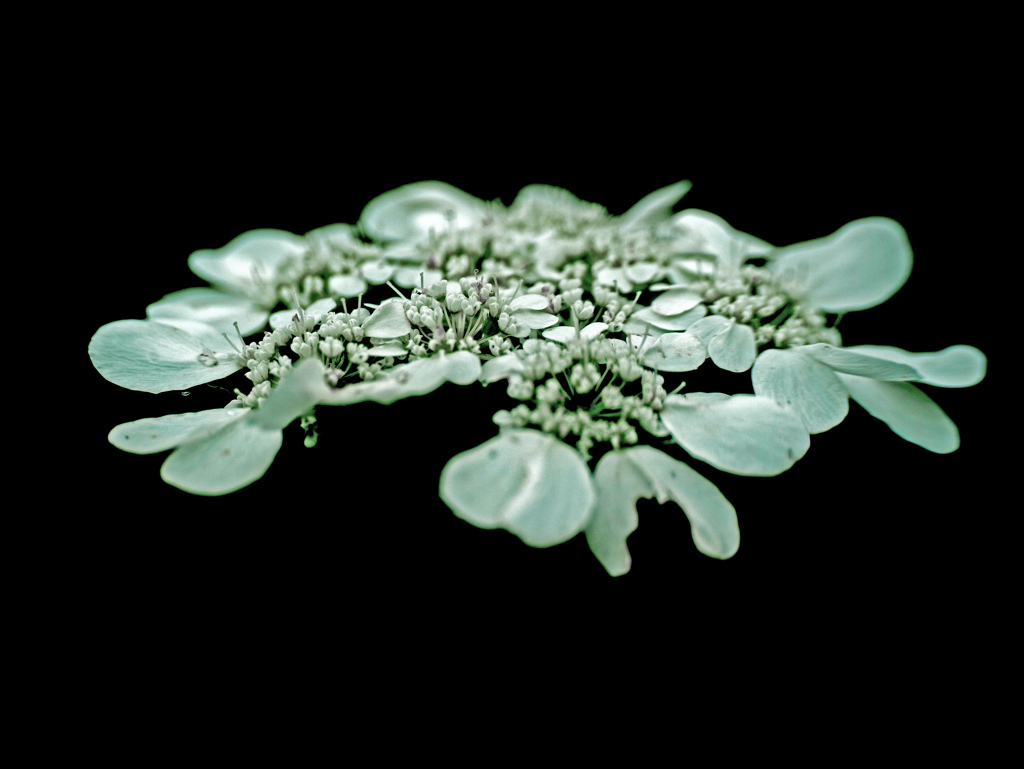 幻想の花　P1220263zz