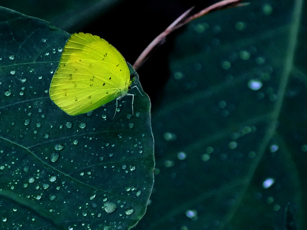 雨が上がった　P1320307zz