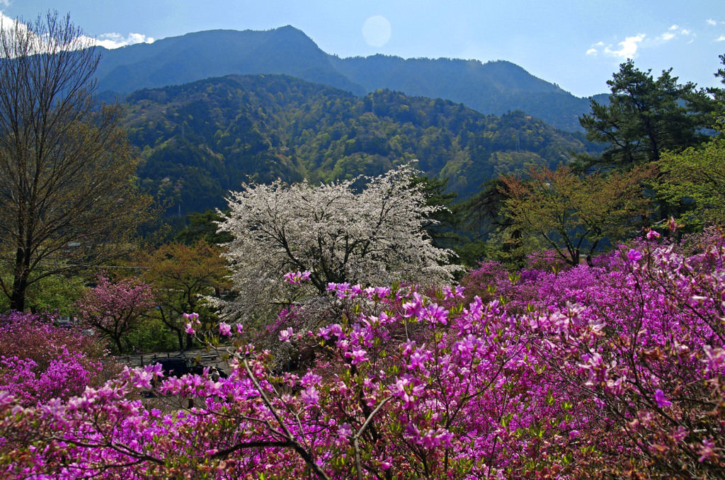 桜とミツバツツジ　_IGP5377zz