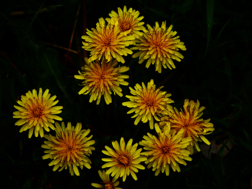 春の打ち上げ花火　P1110927zz