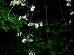 見知らぬつる草　P1180560z