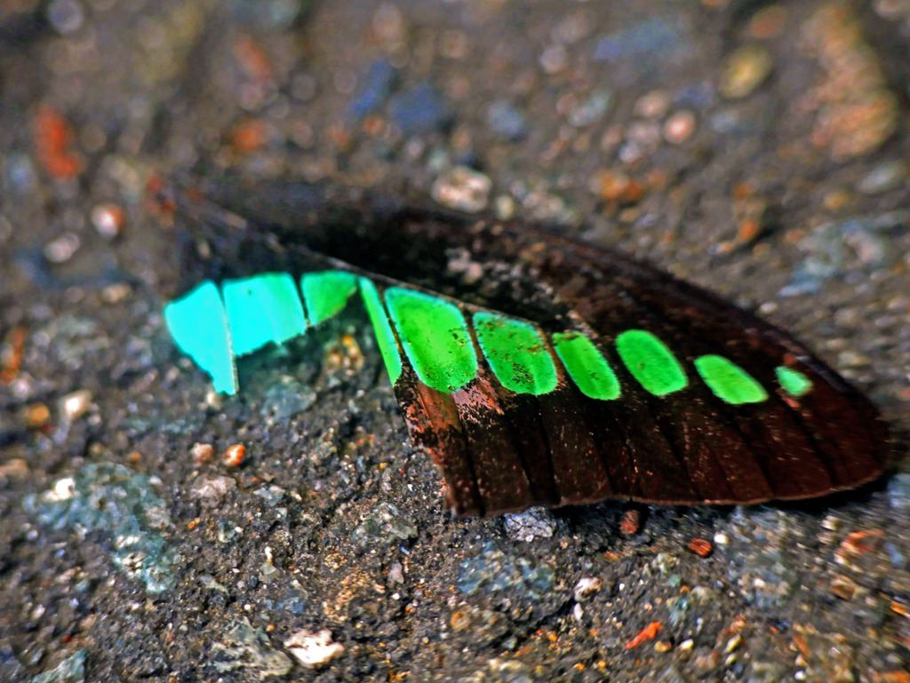 アオスジアゲハ 無残　P1220565zz